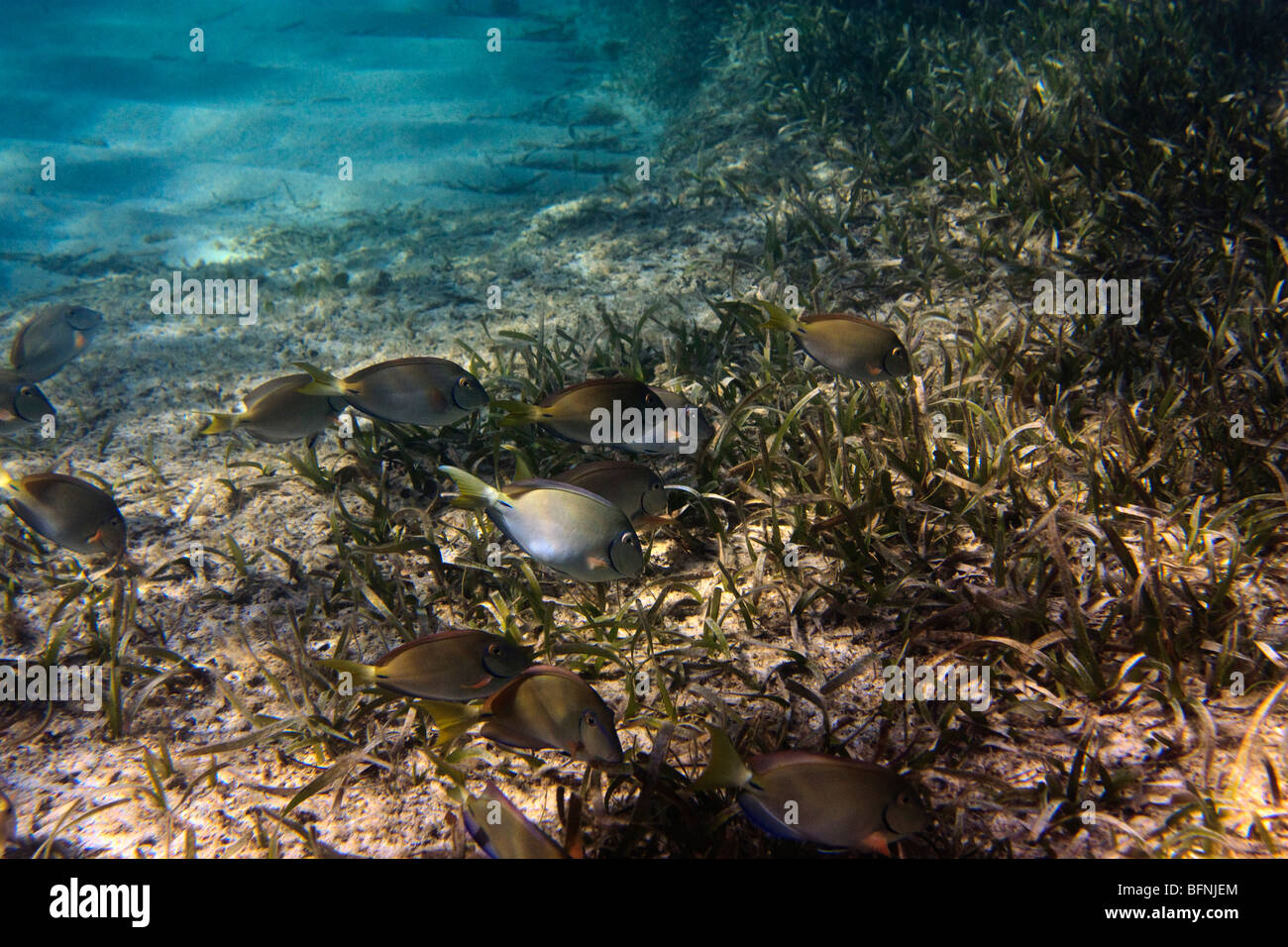 Tropical marine fish demonstrate the biological phenomenon crypsis or camouflage; Ocean surgeon fish Acanthurus bahianus Stock Photo