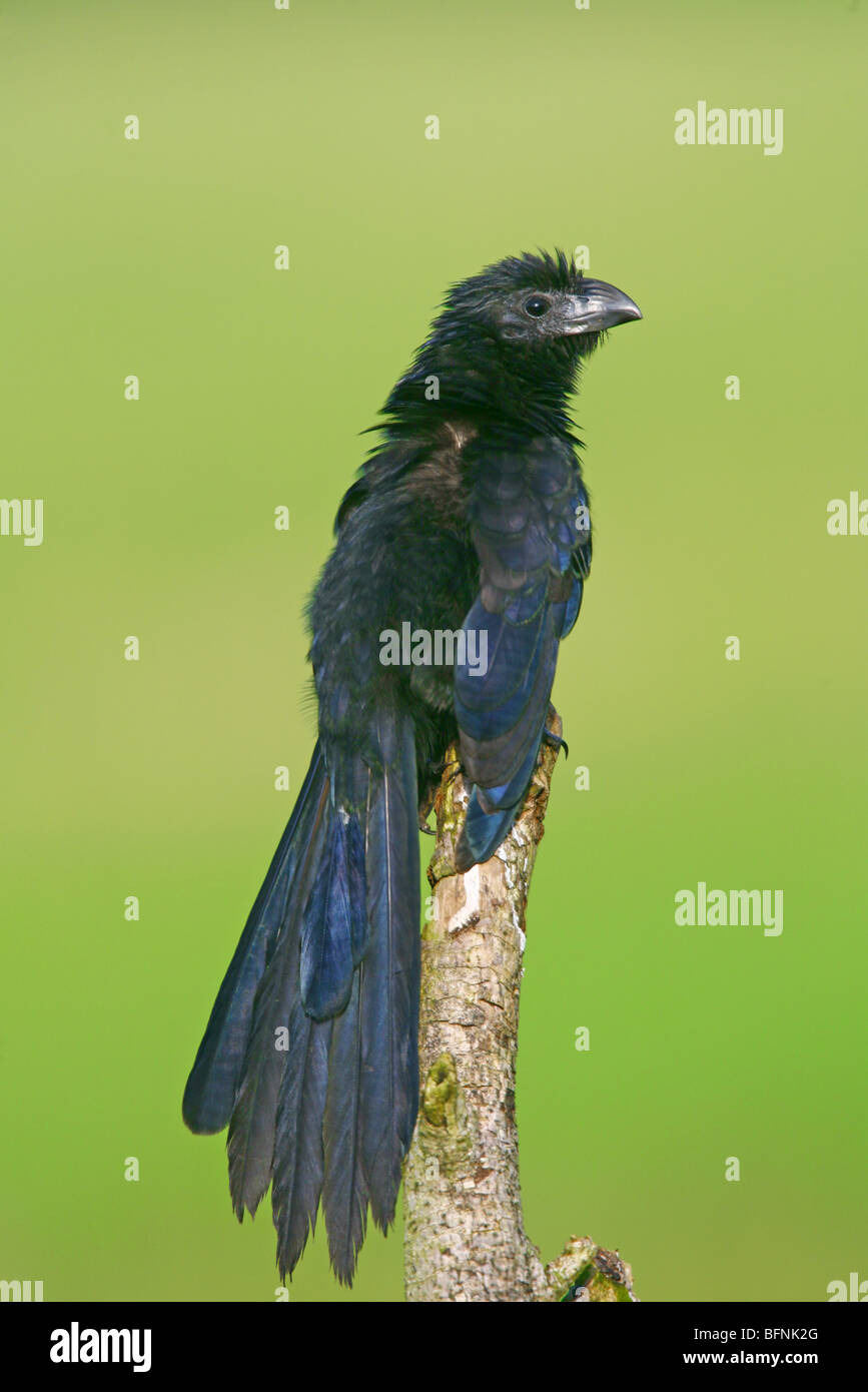 Groove-billed Ani Stock Photo