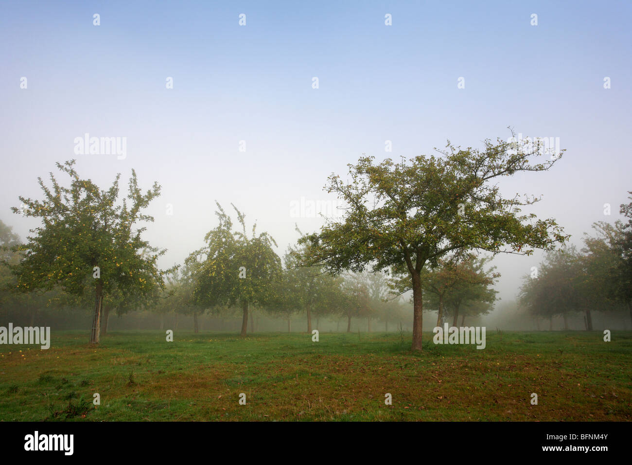 Apple orchard normandy hires stock photography and images Alamy