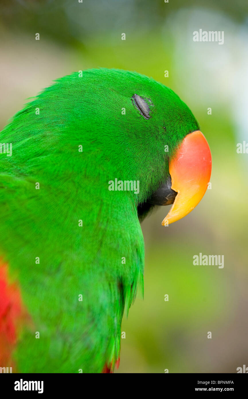 Eclectus Parrot (Eclectus roratus), Papua, Indonesia Stock Photo Alamy