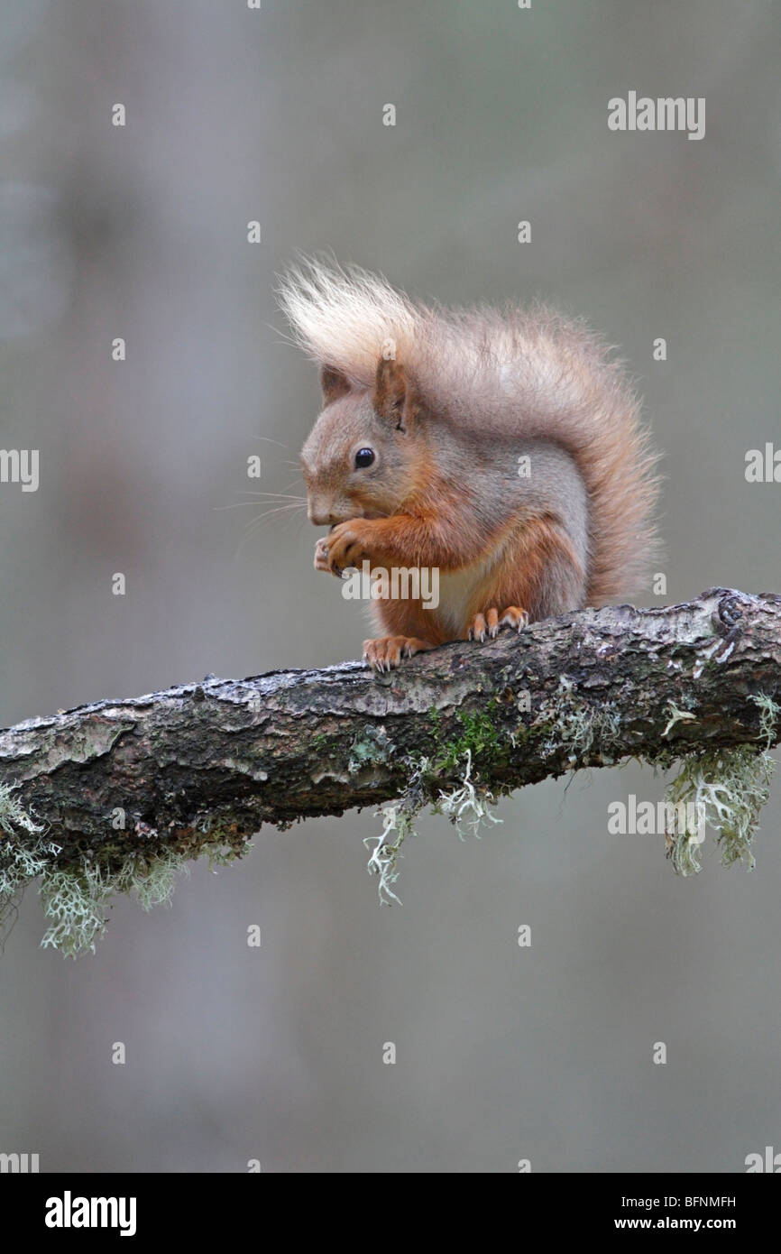 Red Squirrel in Scotland Stock Photo