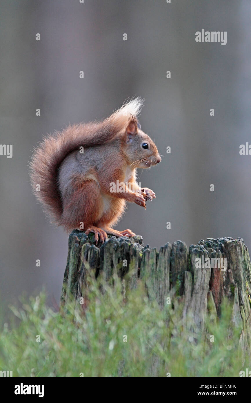 Red Squirrel in Scotland Stock Photo