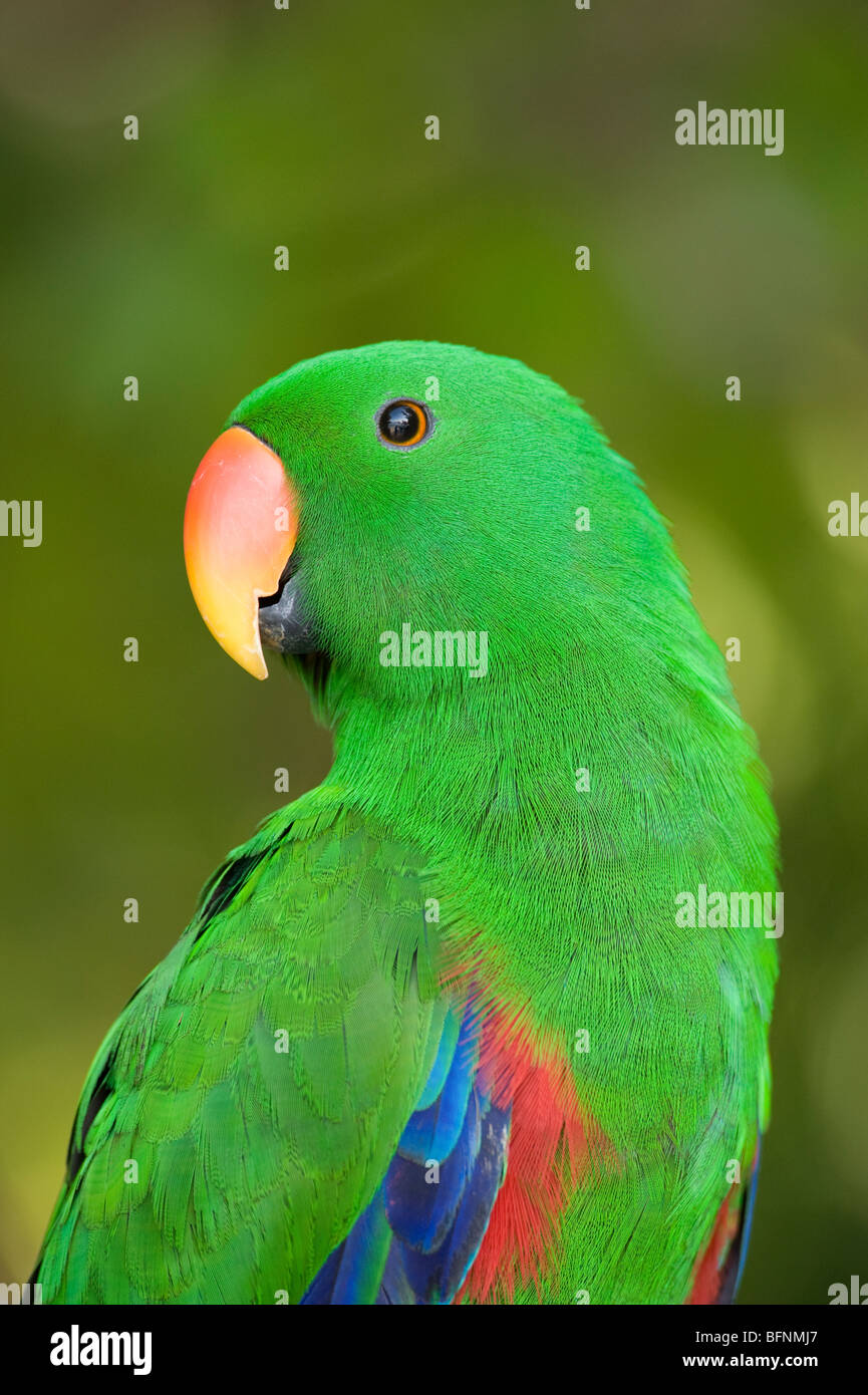 Eclectus Parrot (Eclectus Roratus), Papua, Indonesia Stock Photo - Alamy