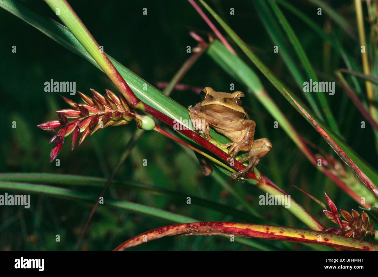 Indian tree frog ; polypedatus maculatus ; india ; asia Stock Photo Alamy