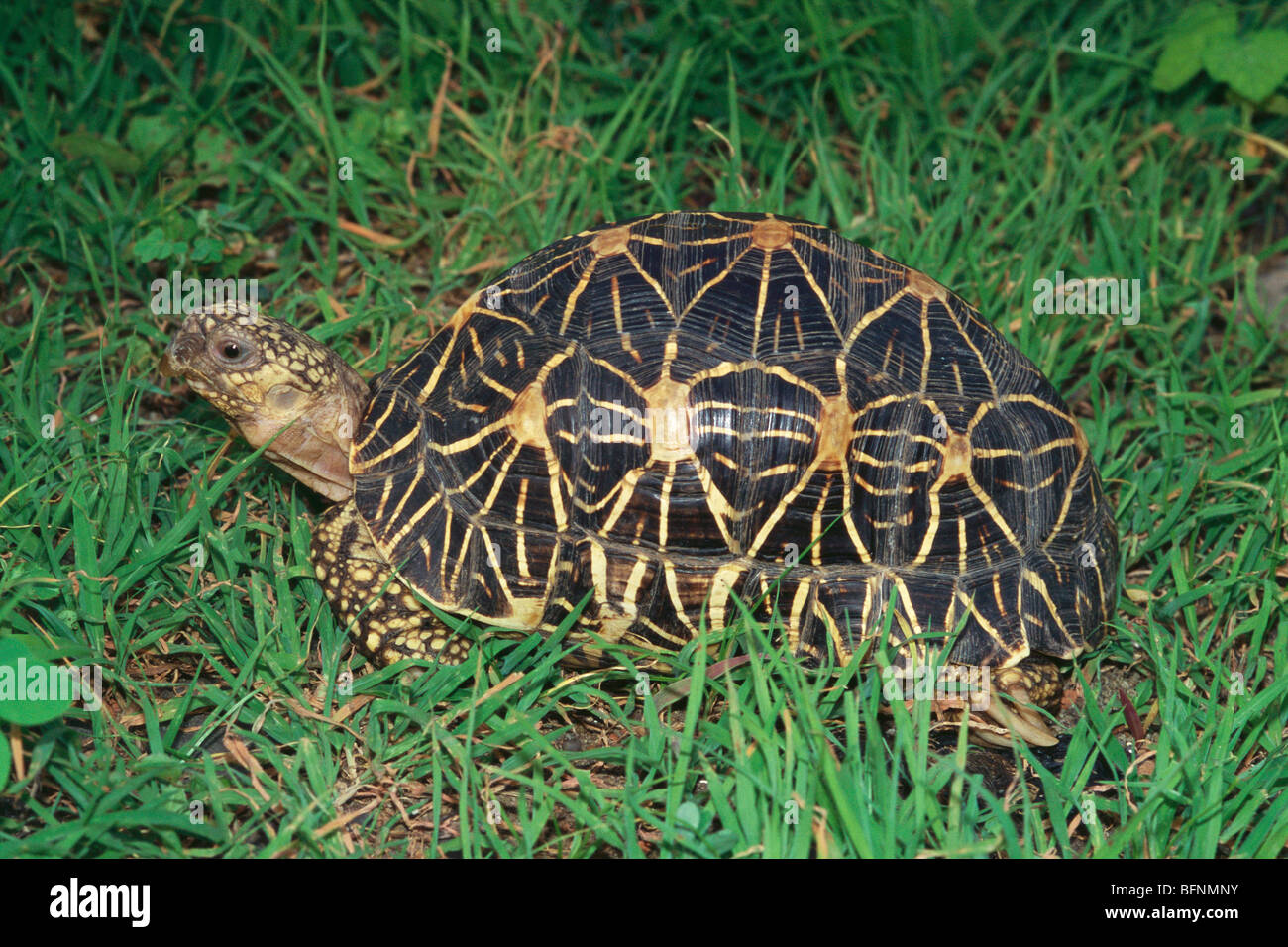 Indian star tortoise ; geochelone elegans ; india ; asia Stock Photo