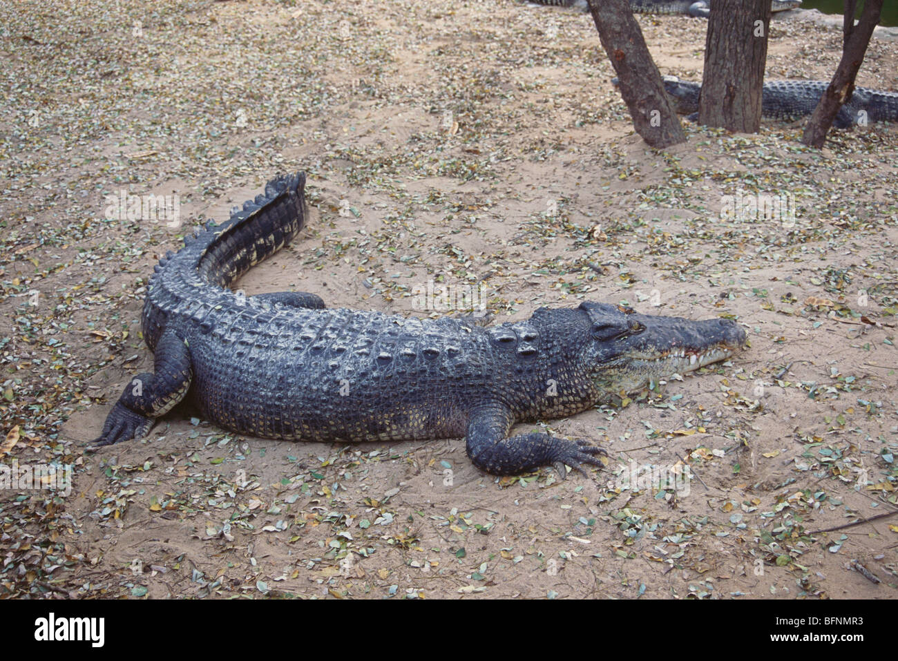 Saltwater Crocodile ; Crocodylus Porosus Stock Photo - Alamy