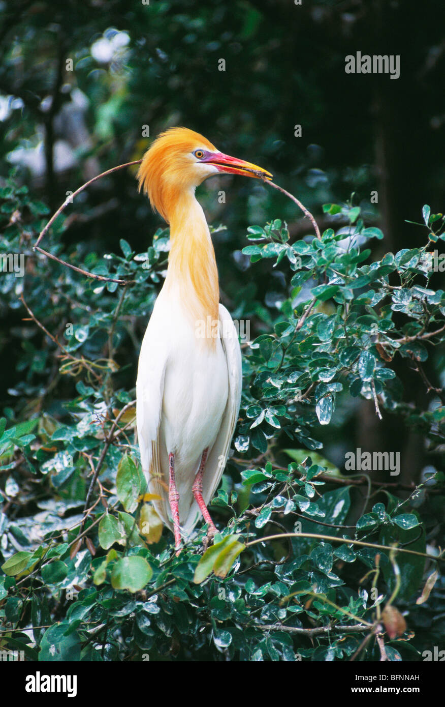 Tagak HSA 60164 : Birds ; Cattle egret in breeding plumage bubulcus ibis ...