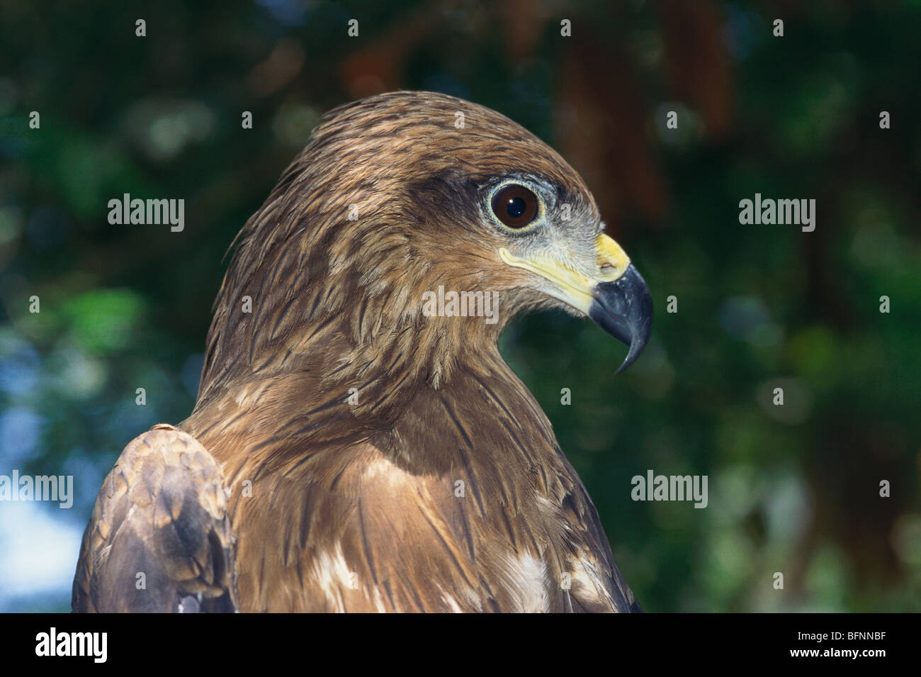 IKA 60181 Birds ; Indian Pariah black kite Milvus Migrans birds of