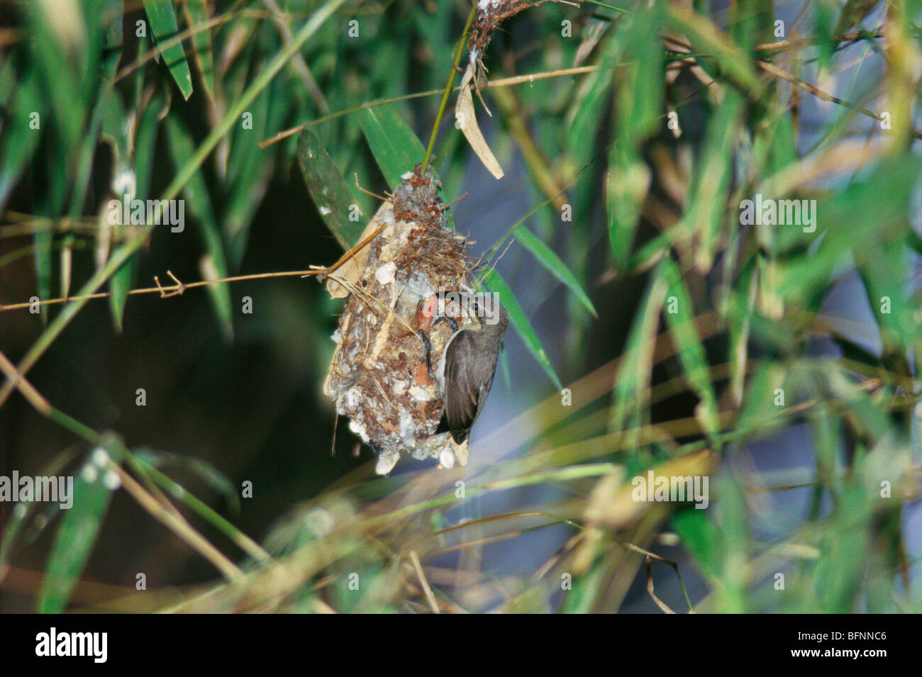 Purple rumped sunbird ; nectarinia zeylonica ; female in nest ; Kanha national park ; Madhya Pradesh ; India ; asia Stock Photo