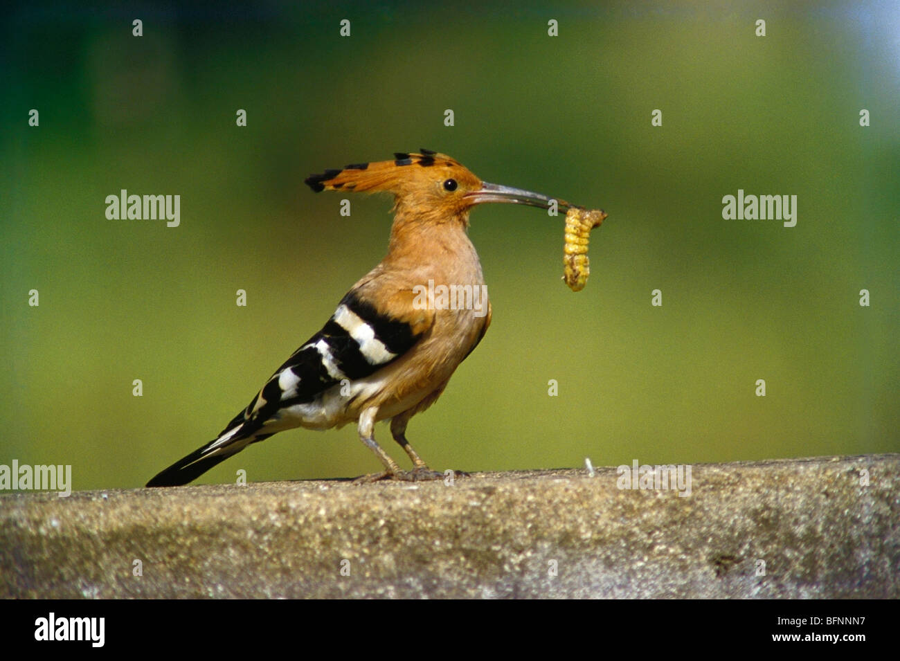 SNA 60175 Birds ; common hoopoe upupa epops with feed Stock Photo Alamy