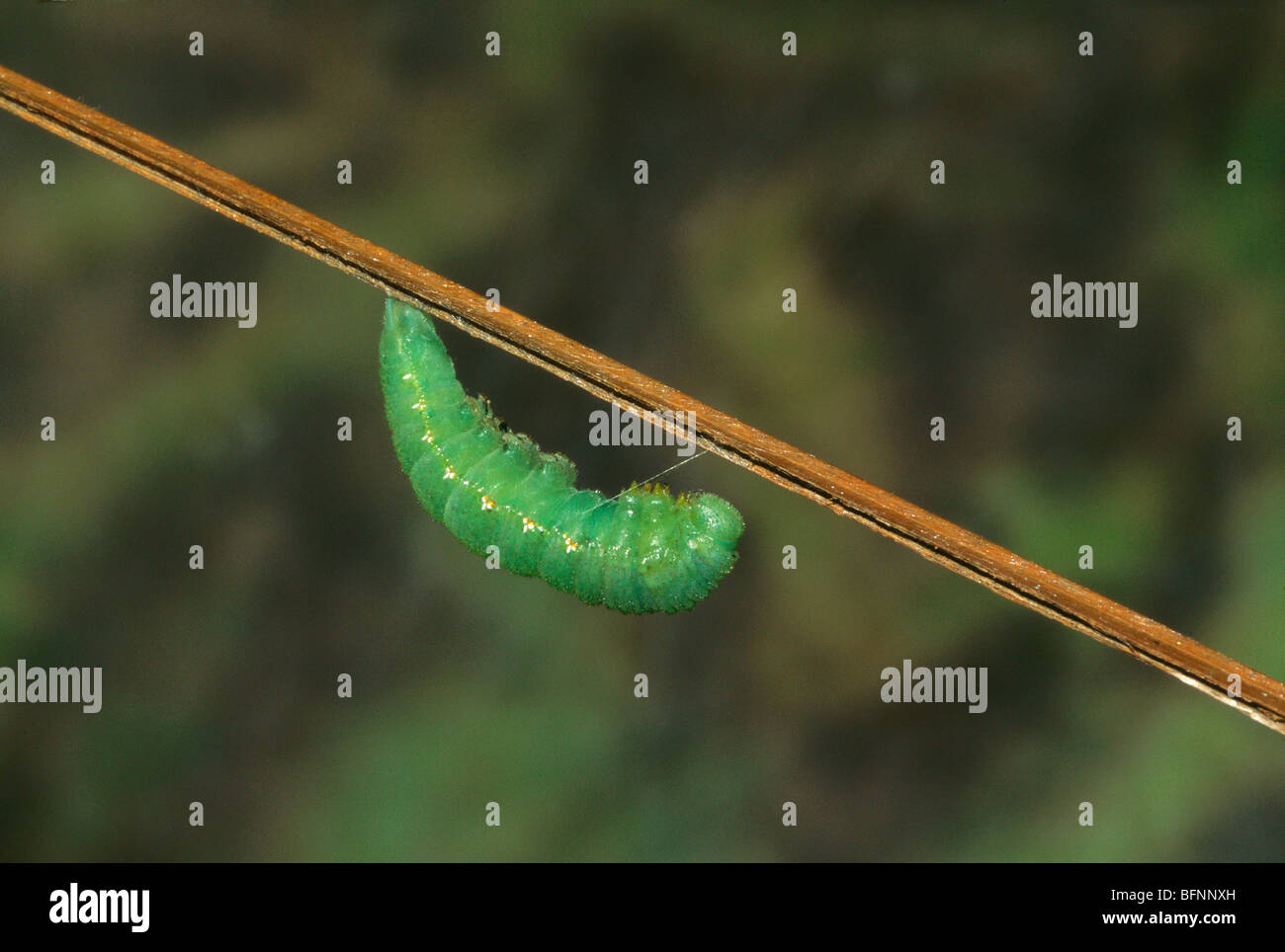 butterfly ; caterpillar ; India Stock Photo Alamy