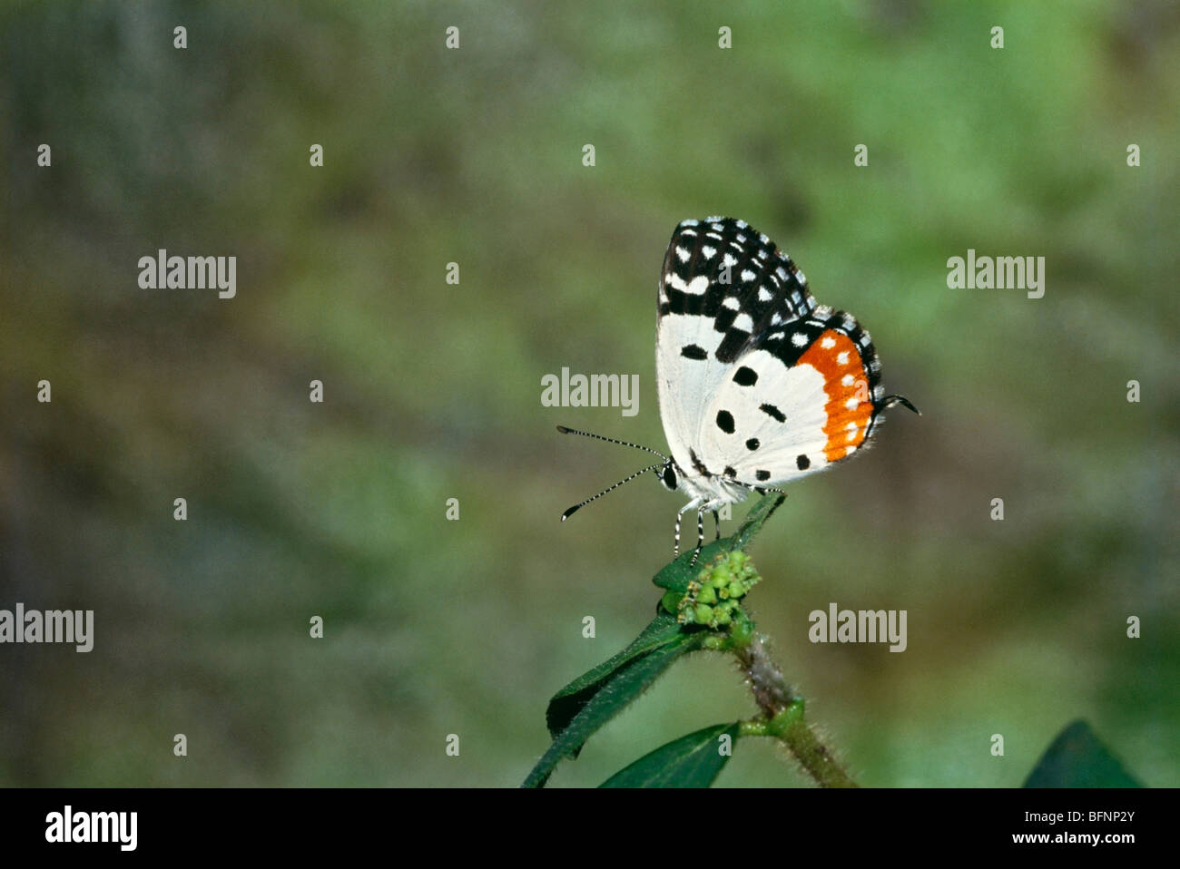 butterfly ; red pierrot ; talicada nyseus Stock Photo