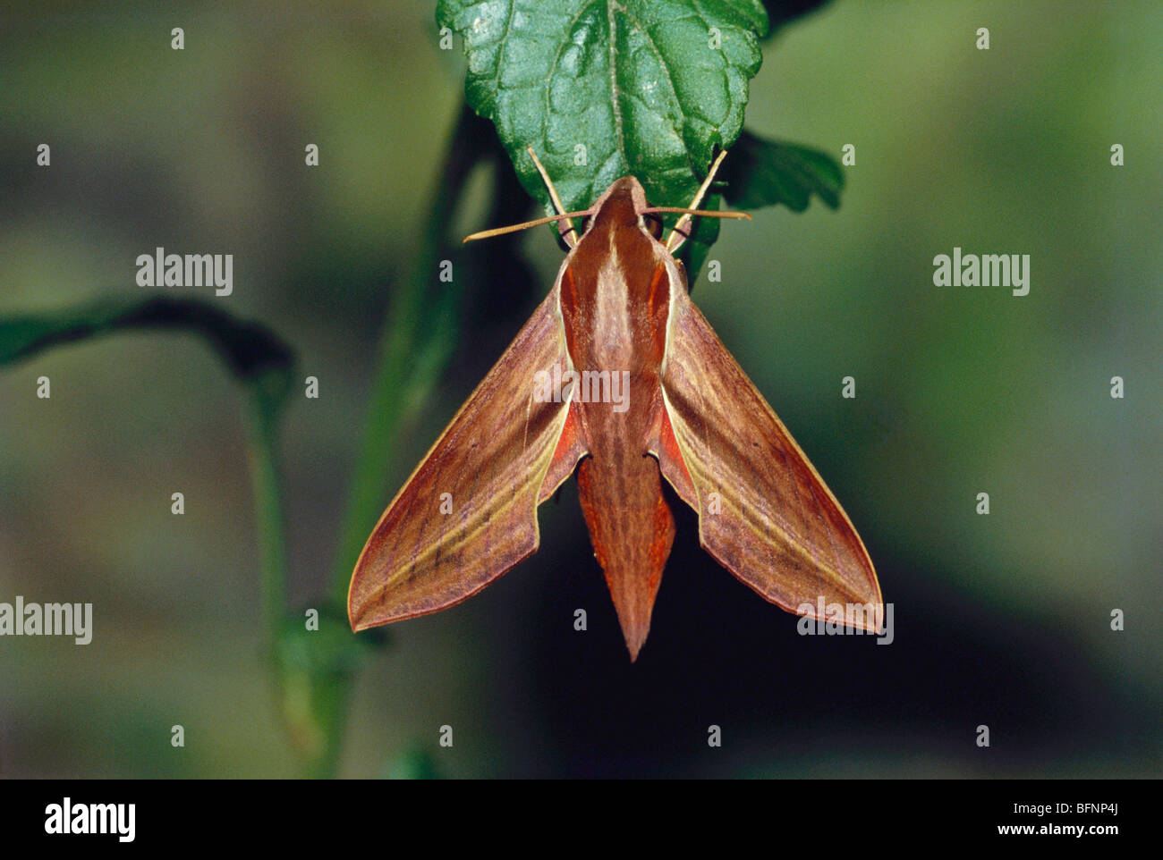 Indian Hawk moth ; Hippotion boerhaviae Stock Photo - Alamy