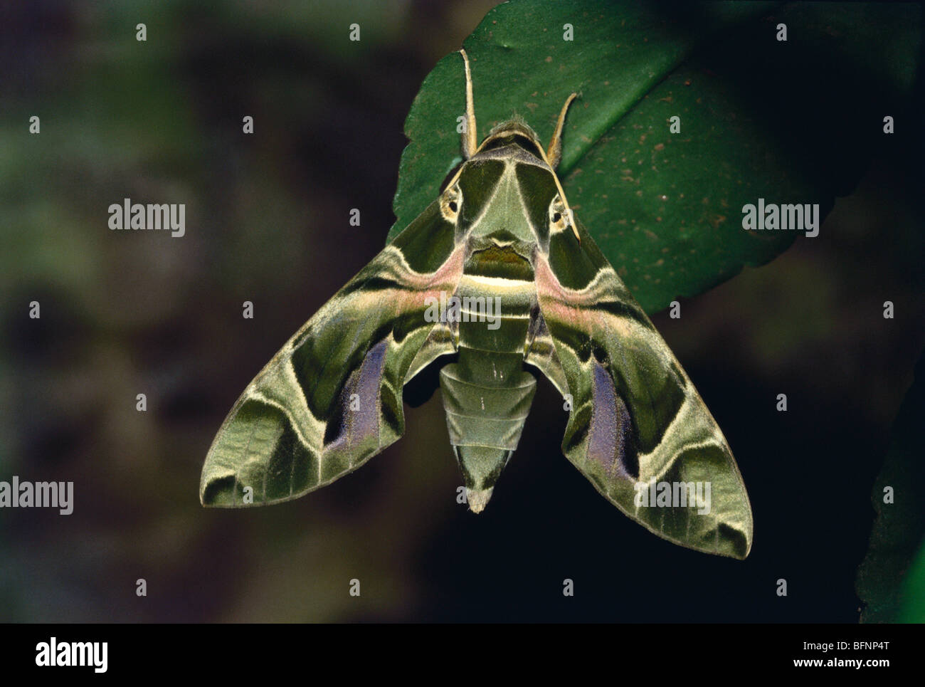Daphnis nerii ; oleander hawk moth ; army green moth ; Stock Photo