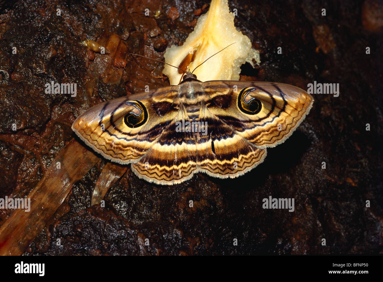Noctuidae, owlet moths, cutworms, armyworms Stock Photo