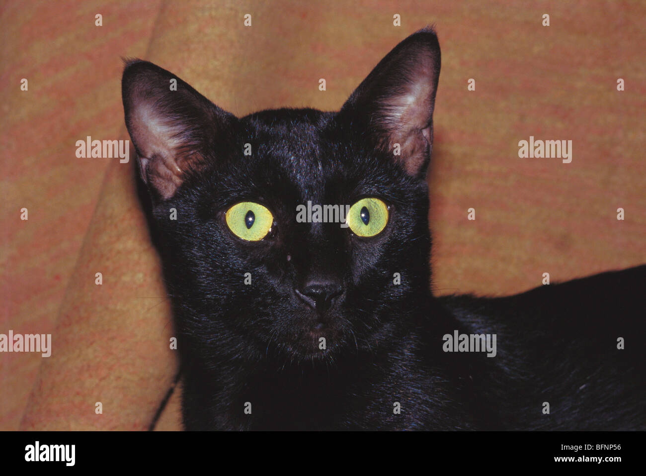 Black cat green eyes Stock Photo