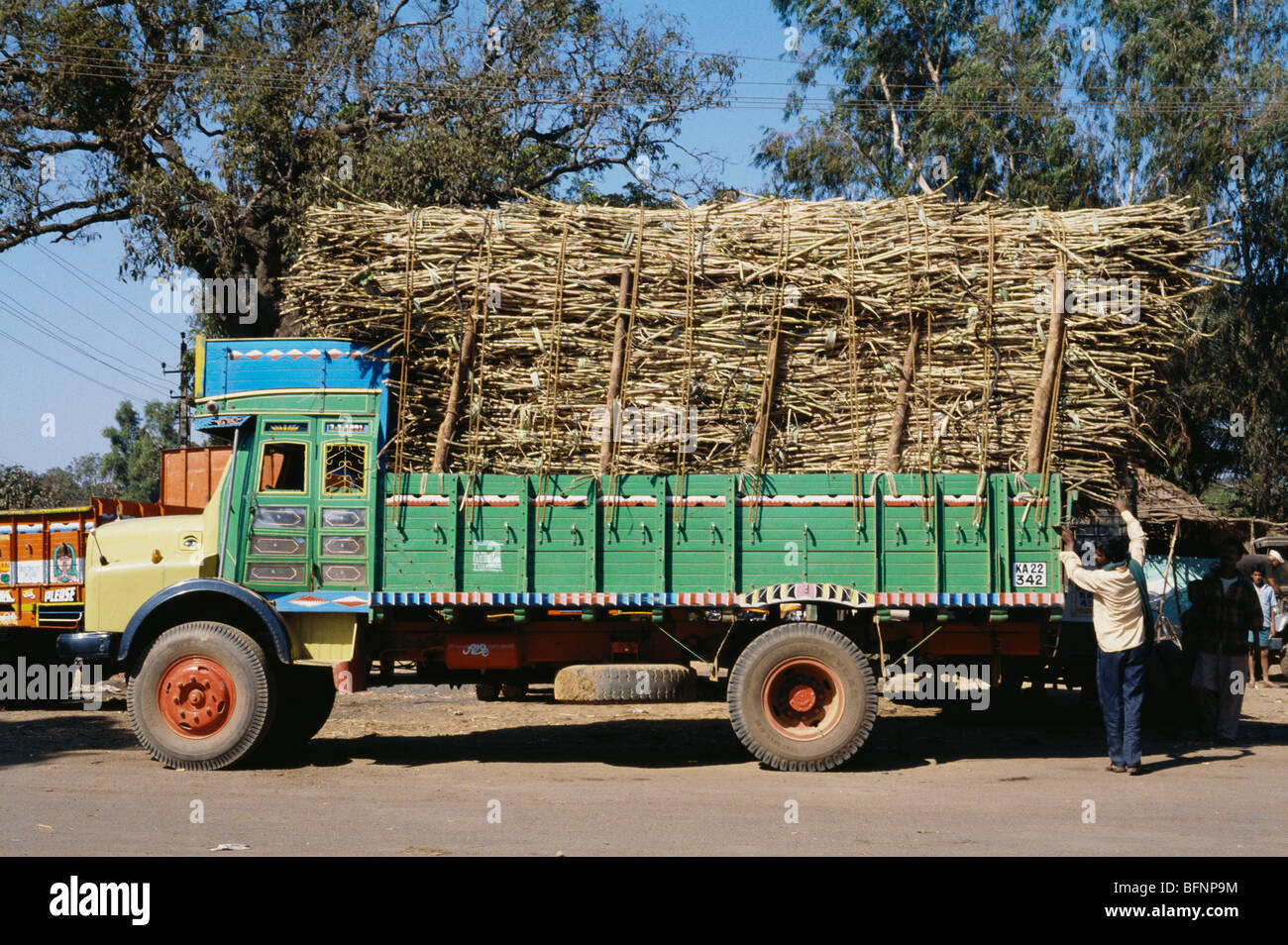 Sugar cane crop on truck ; Sangli ; Maharashtra ; India ; asia Stock