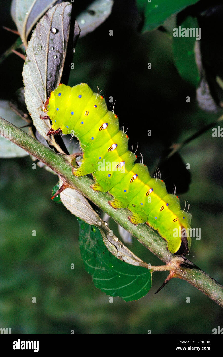 silk tussar caterpillar antheraea paphia Stock Photo Alamy
