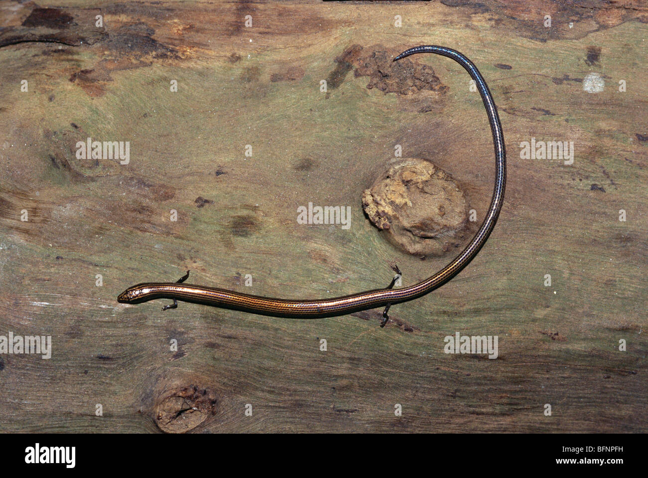 IKA 60397 : Insects ; lizard Indian Common Snake skink riopa sp Stock Photo