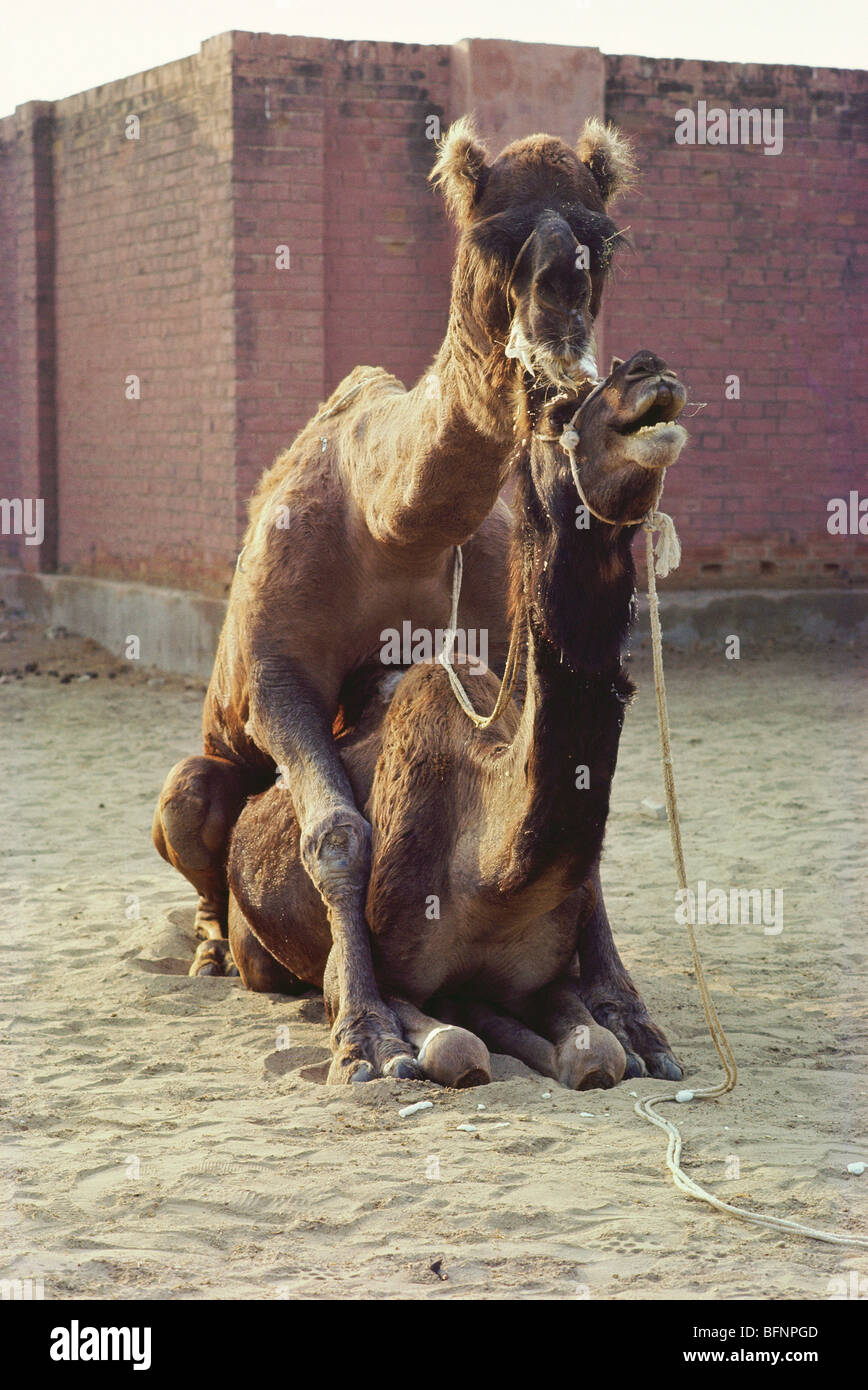 Camels mating in National Research Center on Camels at Bikaner ; Rajasthan ; India ; Asia Stock Photo - Alamy Camels mating in National Research Center on Camels at Bikaner ; Rajasthan ; India ; Asia Stock Photo - Alamy