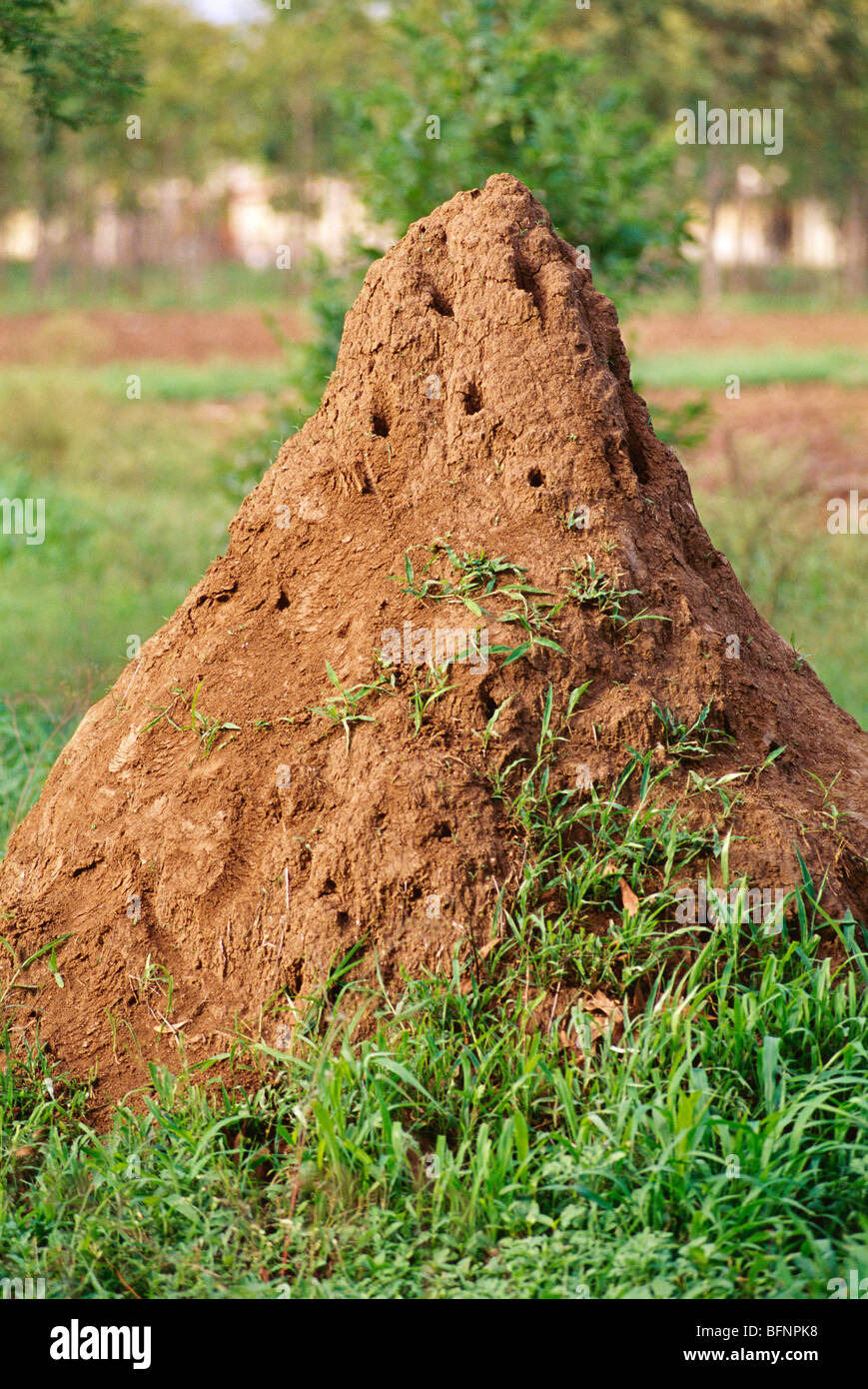 termite mound ; ant hill ; termite anthill Stock Photo