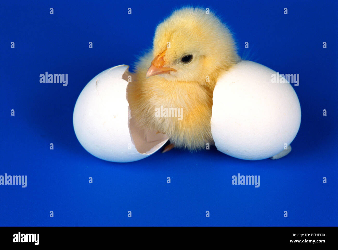 Coming Out Of Your Shell Hi res Stock Photography And Images Alamy
