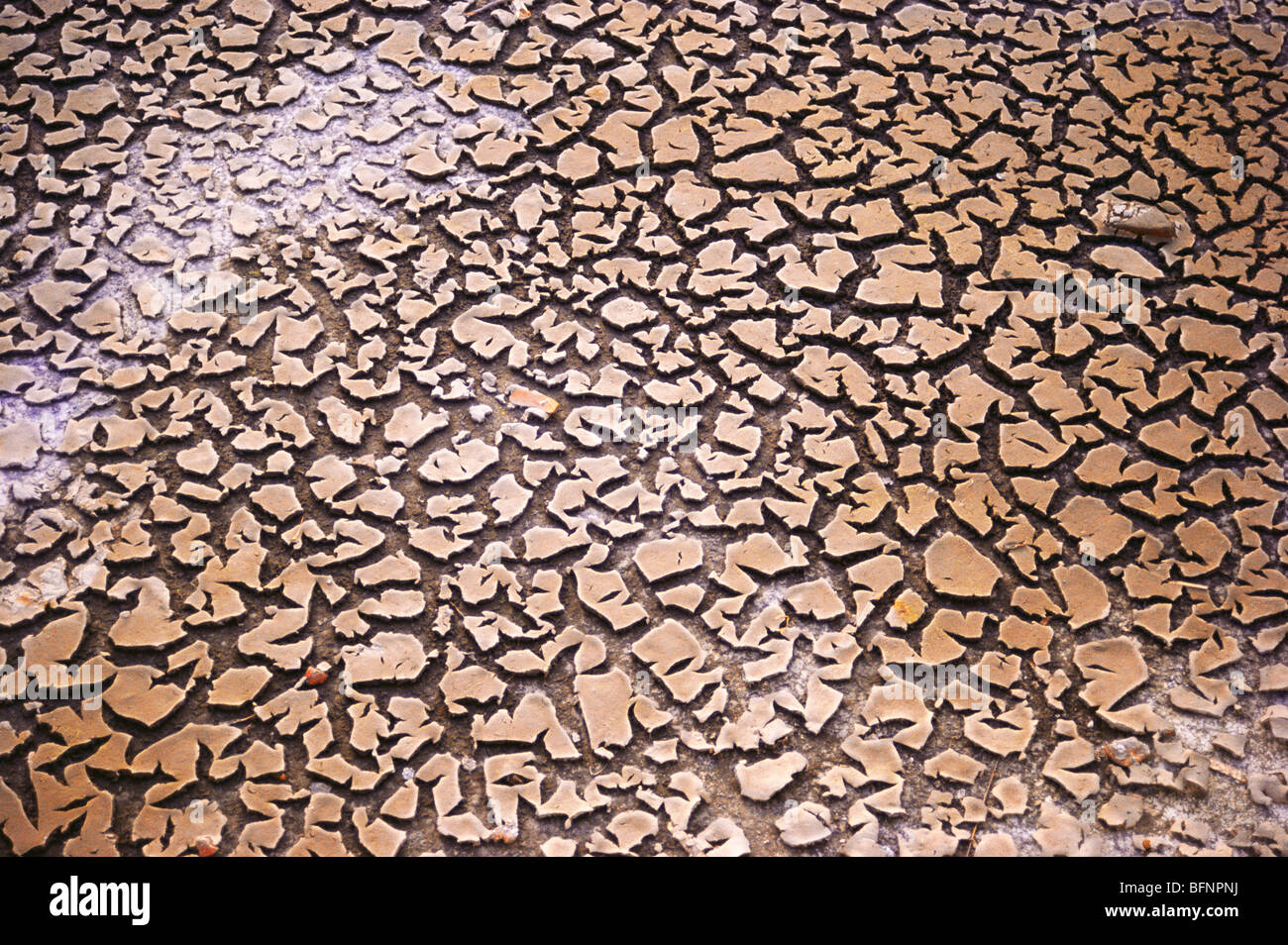 Cracked dry land parched earth Stock Photo Alamy