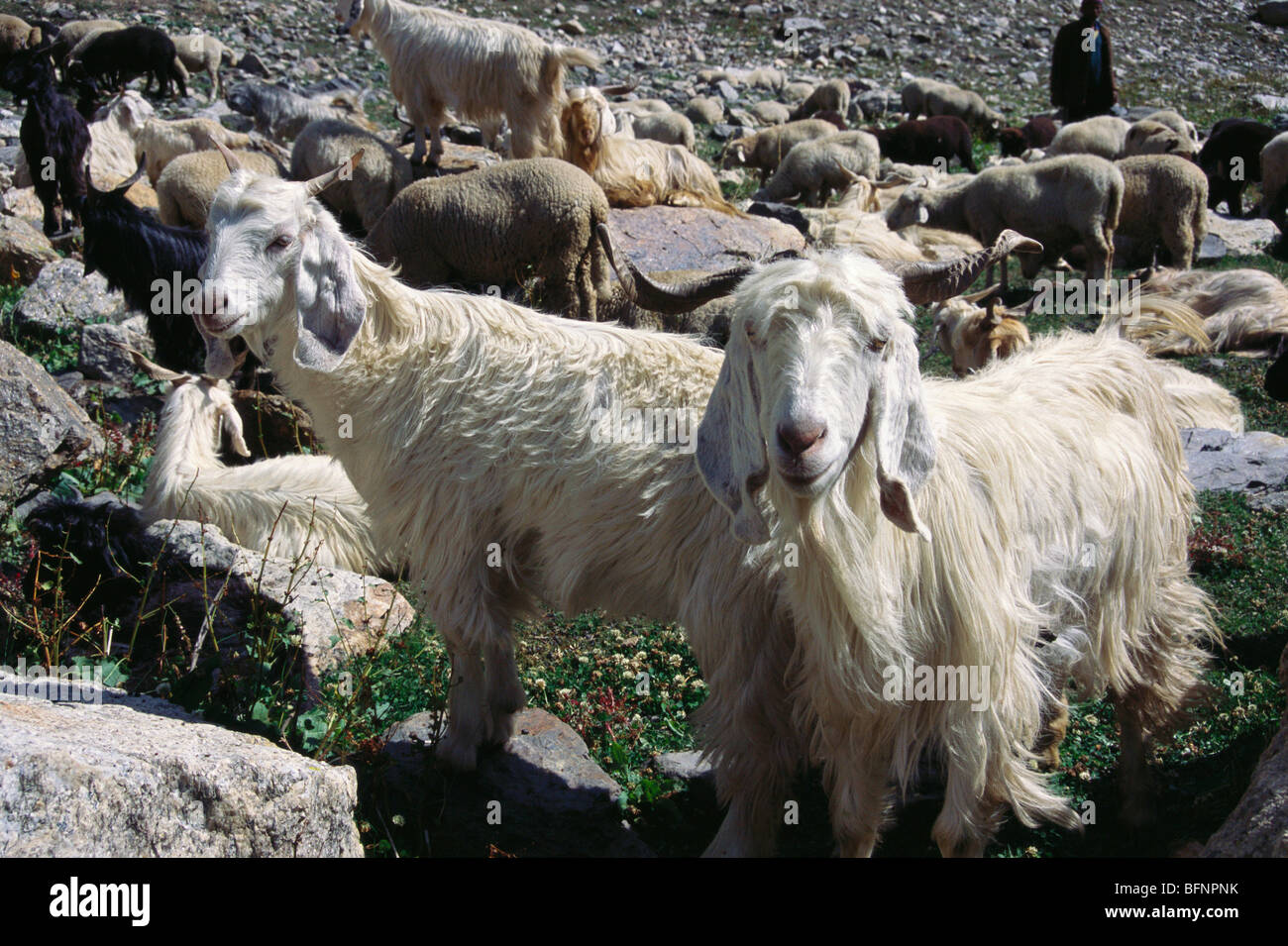 Mountain Goats ; Lahaul ; Spiti ; Himachal Pradesh ; India ; asia Stock Photo