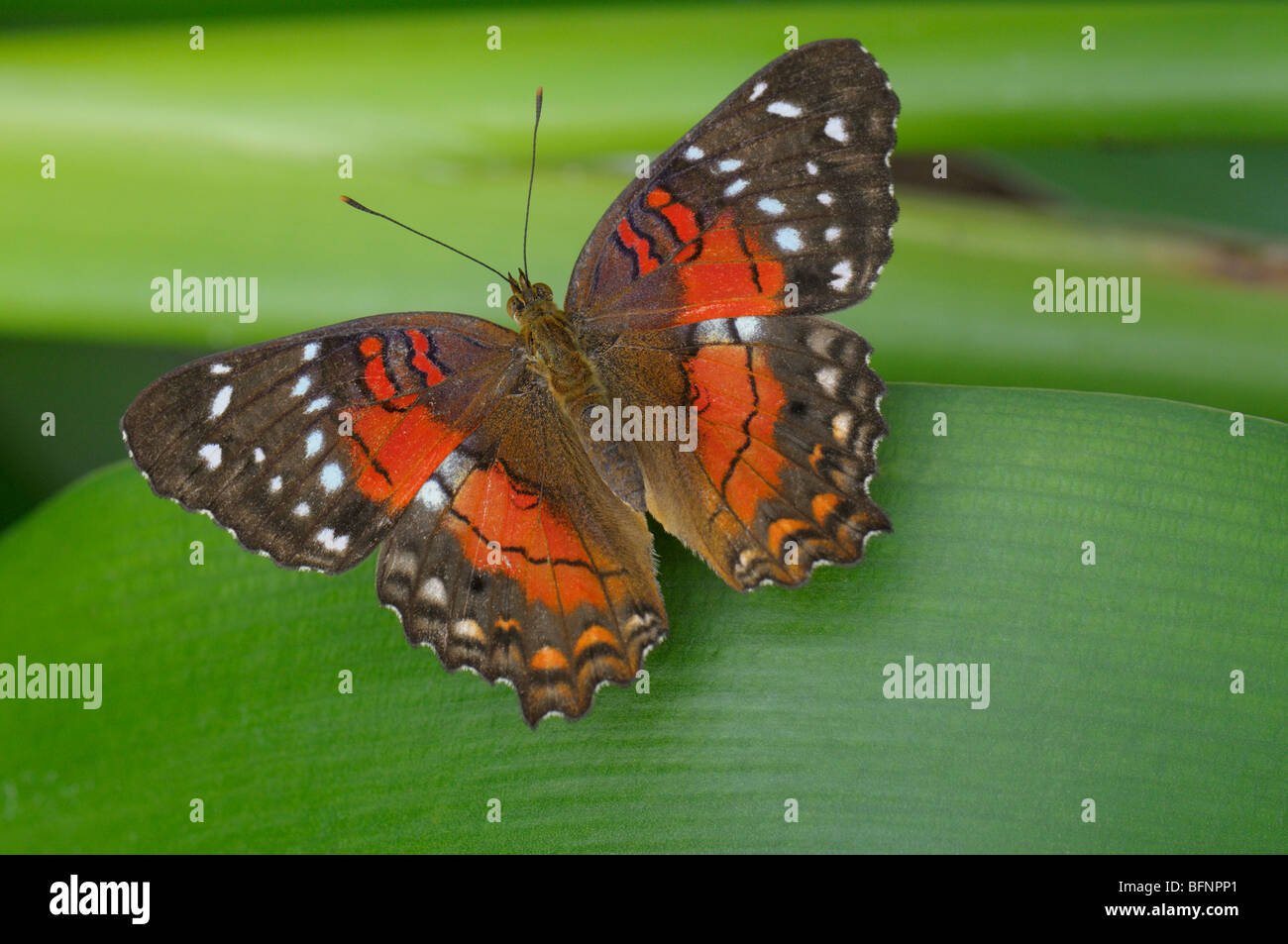 Scarlet peacock butterfly hi-res stock photography and images - Alamy