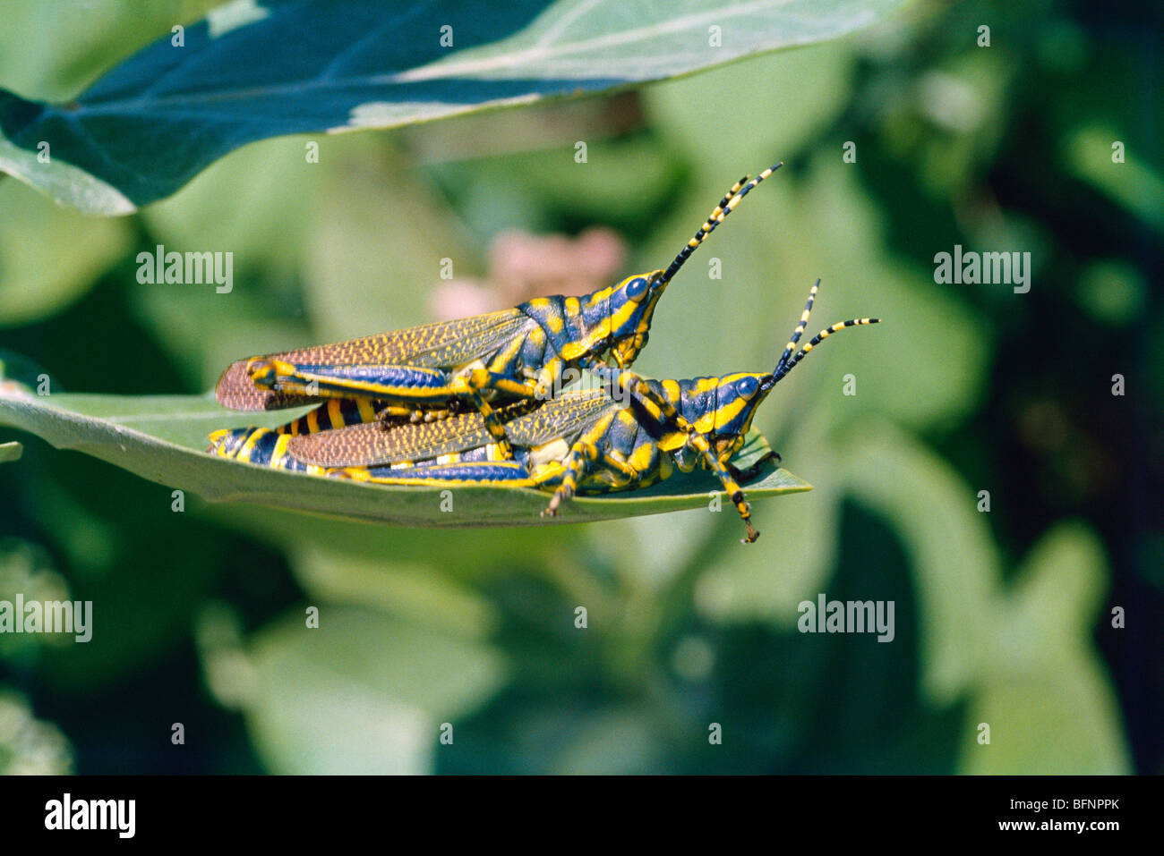 painted mating ; Dactylotum bicolor ; rainbow