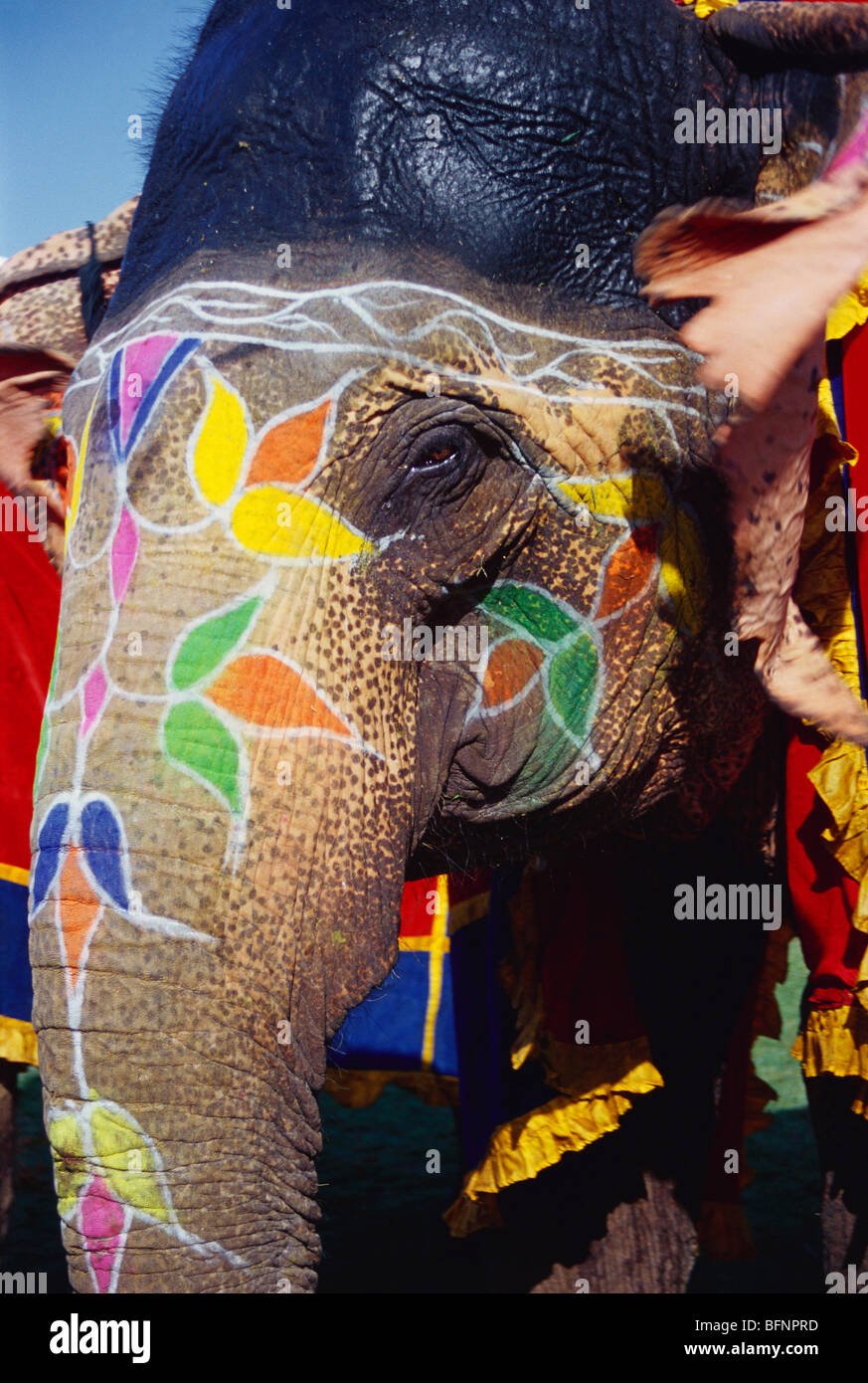 elephant painted ; elephant festival ; Jaipur ; Rajasthan ; India