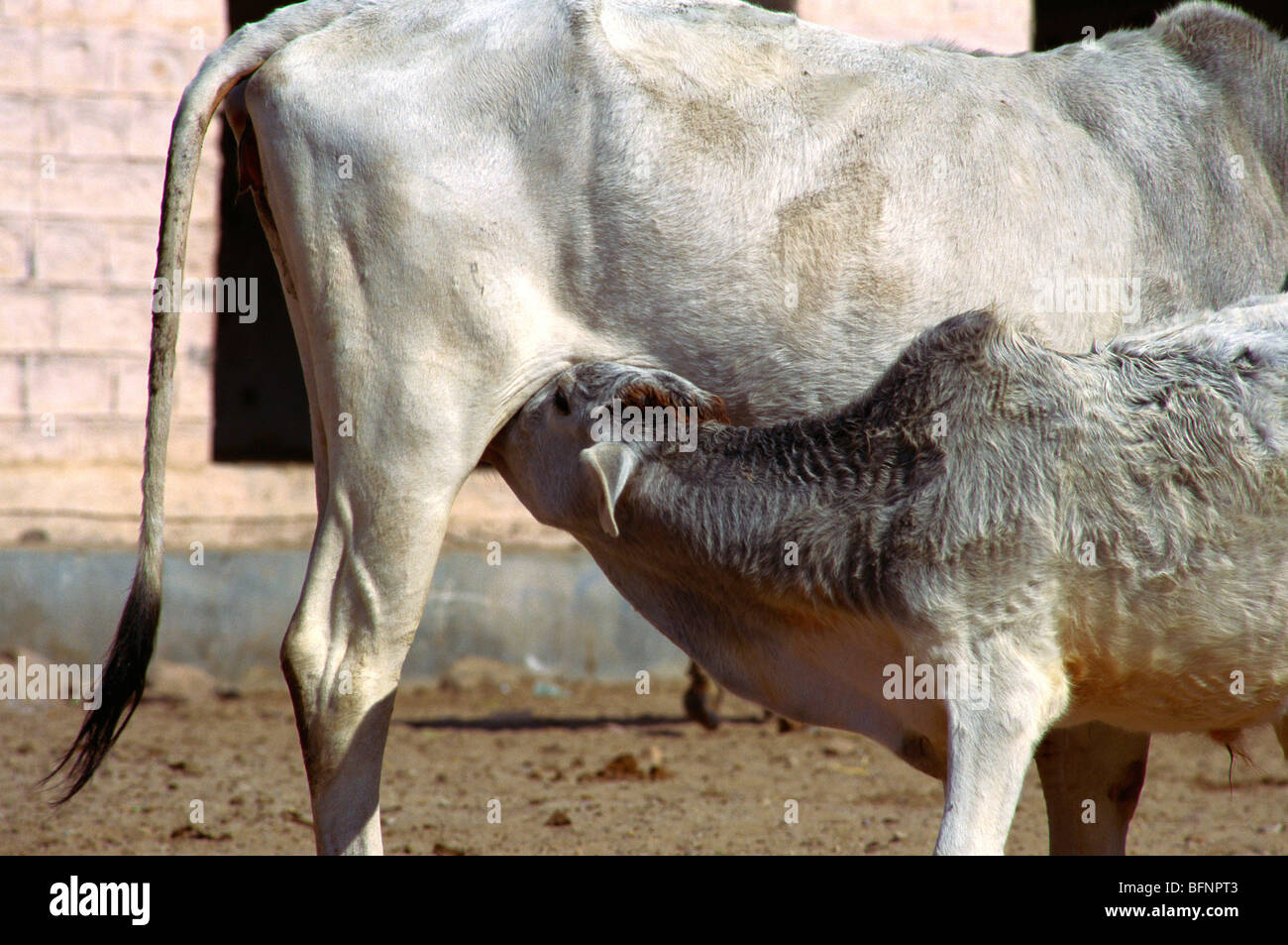 Cow Feeding Calf Stock Photo Alamy