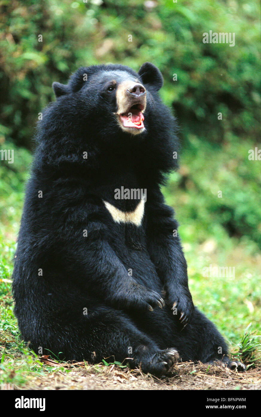 Bear at darjeeling zoo hires stock photography and images Alamy