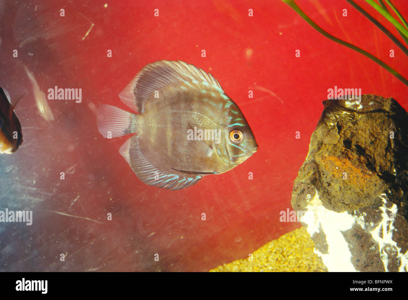 Symphysodon ; discus fish in aquarium Stock Photo