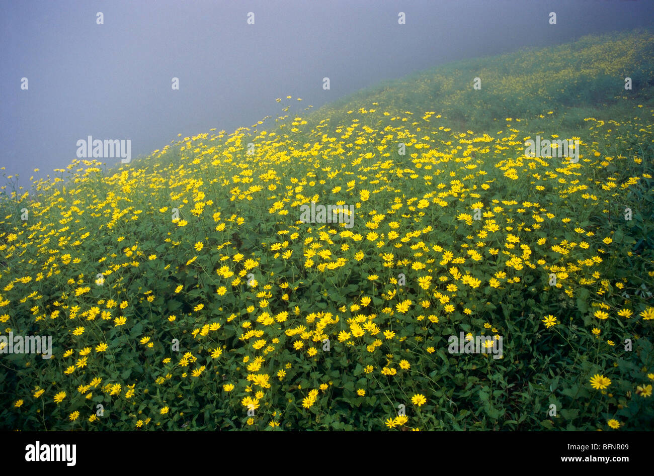 Daisy flowers wild, Senecio sp, Western ghats, Maharashtra, India, Asia Stock Photo