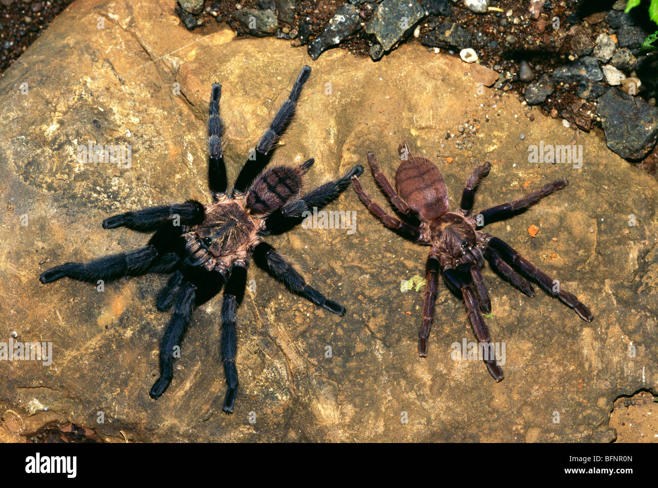 Spider ; tarantula ; Mygalomorph ; Annandaliella travancorica ; Western Ghats ; India ; asia Stock Photo