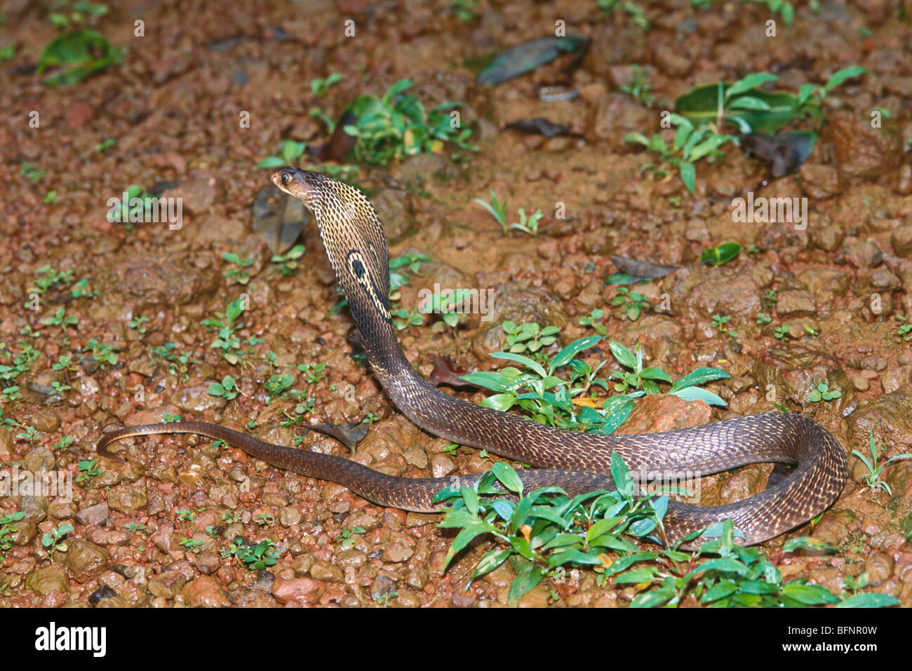 West Bengal And The 'Sting Of A Cobra