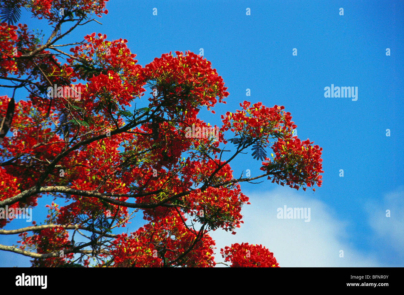 Gulmohar tree flowers ; Royal poinciana ; Delonix regia ; Gul Mohr ; India ; asia Stock Photo
