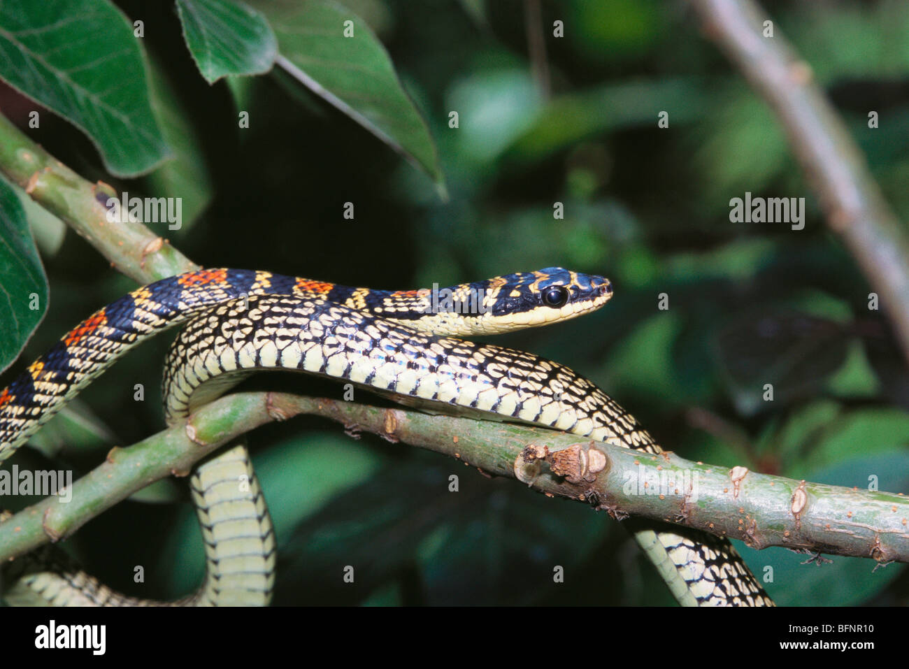 Indian golden flying snake ; Chrysopetea Ornata ; ornate flying snake