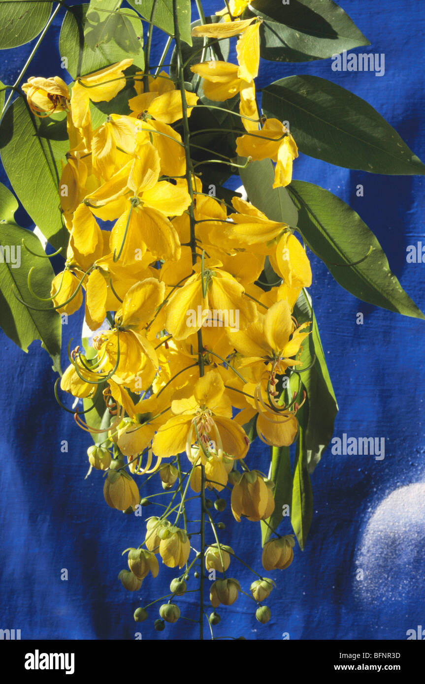 yellow flowers of tree Cassia fistula, golden shower, purging cassia, Indian laburnum, pudding pipe tree ; Trivandrum ; kerala ; india ; asia Stock Photo