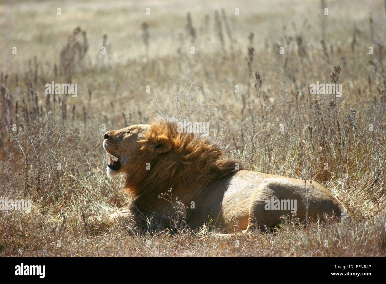 Lion resting in Ngorongoro crater in Tanzania Africa Stock Photo
