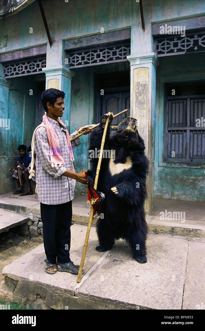 Bear Charmer with pet bear ; Asian black bear, Asiatic black bear, moon bear,  white chested bear ; India ; asia Stock Photo - Alamy