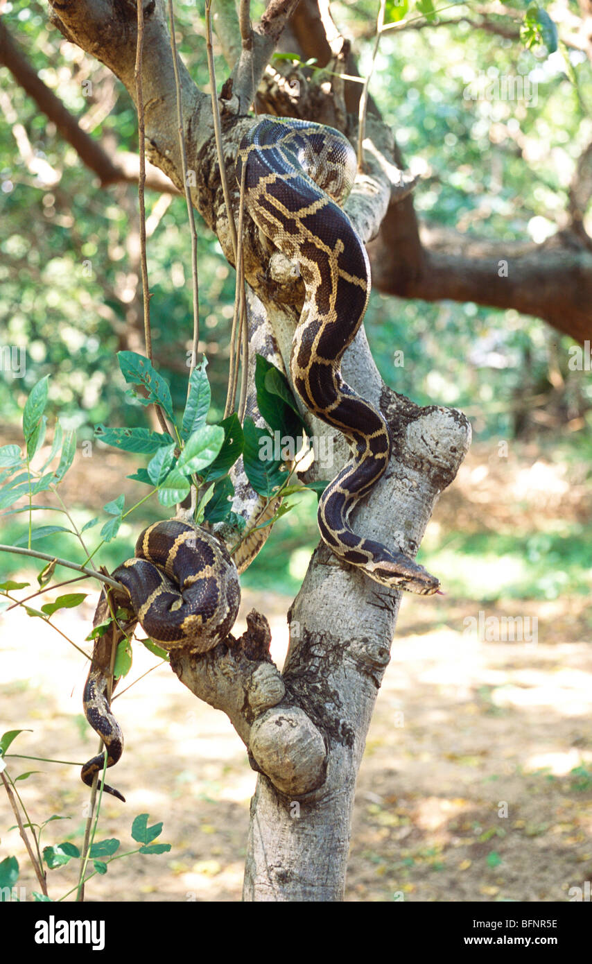 Python Indian rock python snake on tree Stock Photo - Alamy
