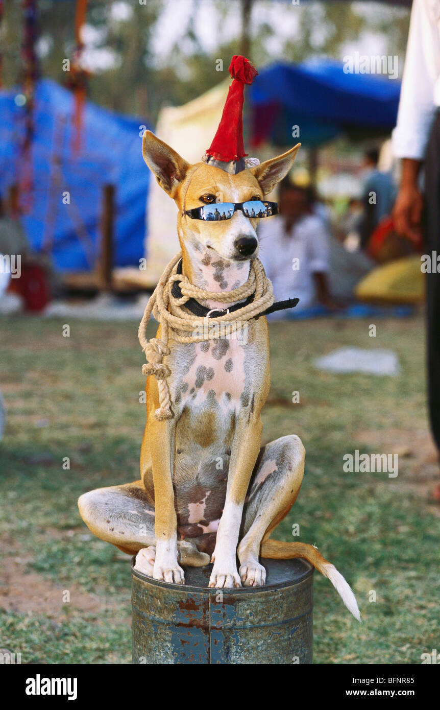 Greyhound top fancy dress