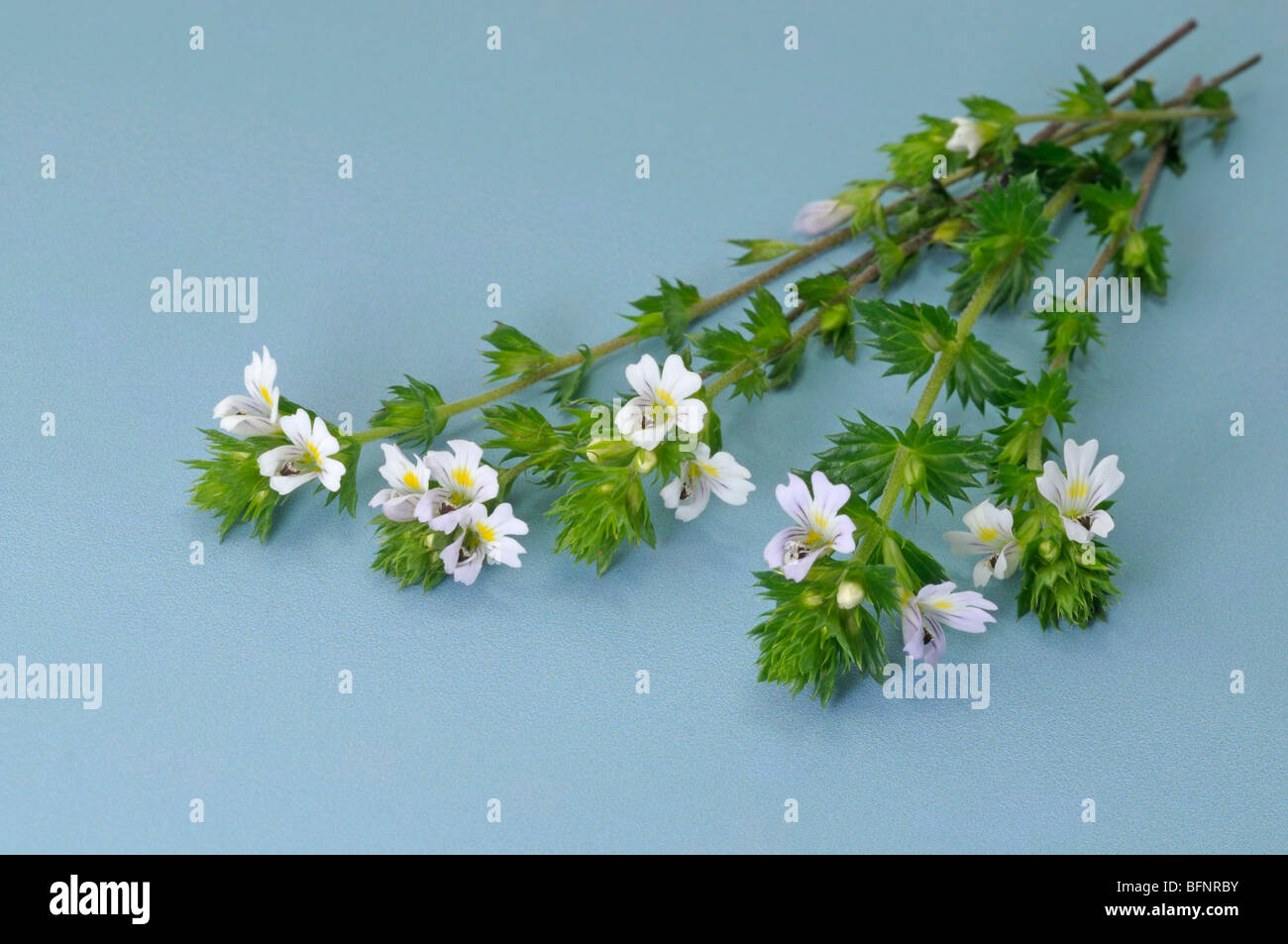 Eyebright (Euphrasia officinalis, Euphrasia rostkoviana), flowering stems, studio picture. Stock Photo