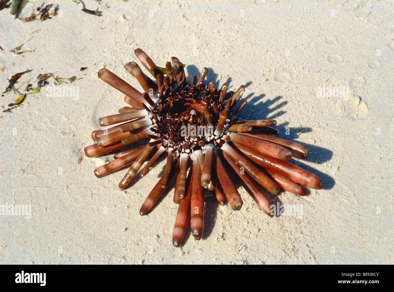 Heterocentrotus mamillatus ; slate pencil urchin ; red slate pencil urchin ; red pencil urchin ; on sand ; goa ; india ; asia Stock Photo