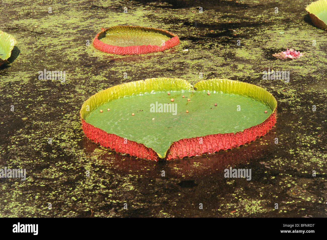 DBA 62971 Largest water lily leaf in the world ; Calcutta Botanical