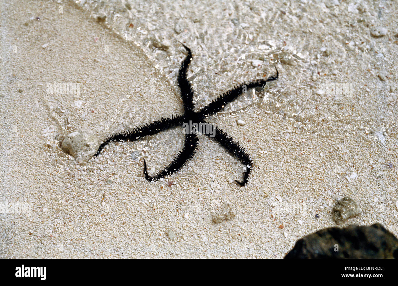 Brittle stars ; ophiuroids ; Brittle starfish ; goa ; india ; asia