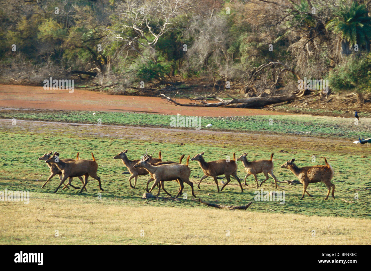 3dRose Alert Sanbar Deers Ranthambhor National Park AS10. - Desk Pad Place Mats (dpd-71445-1)　並行輸入品 Alert Sanbar Deer Watching Out for Predators in Summer Months