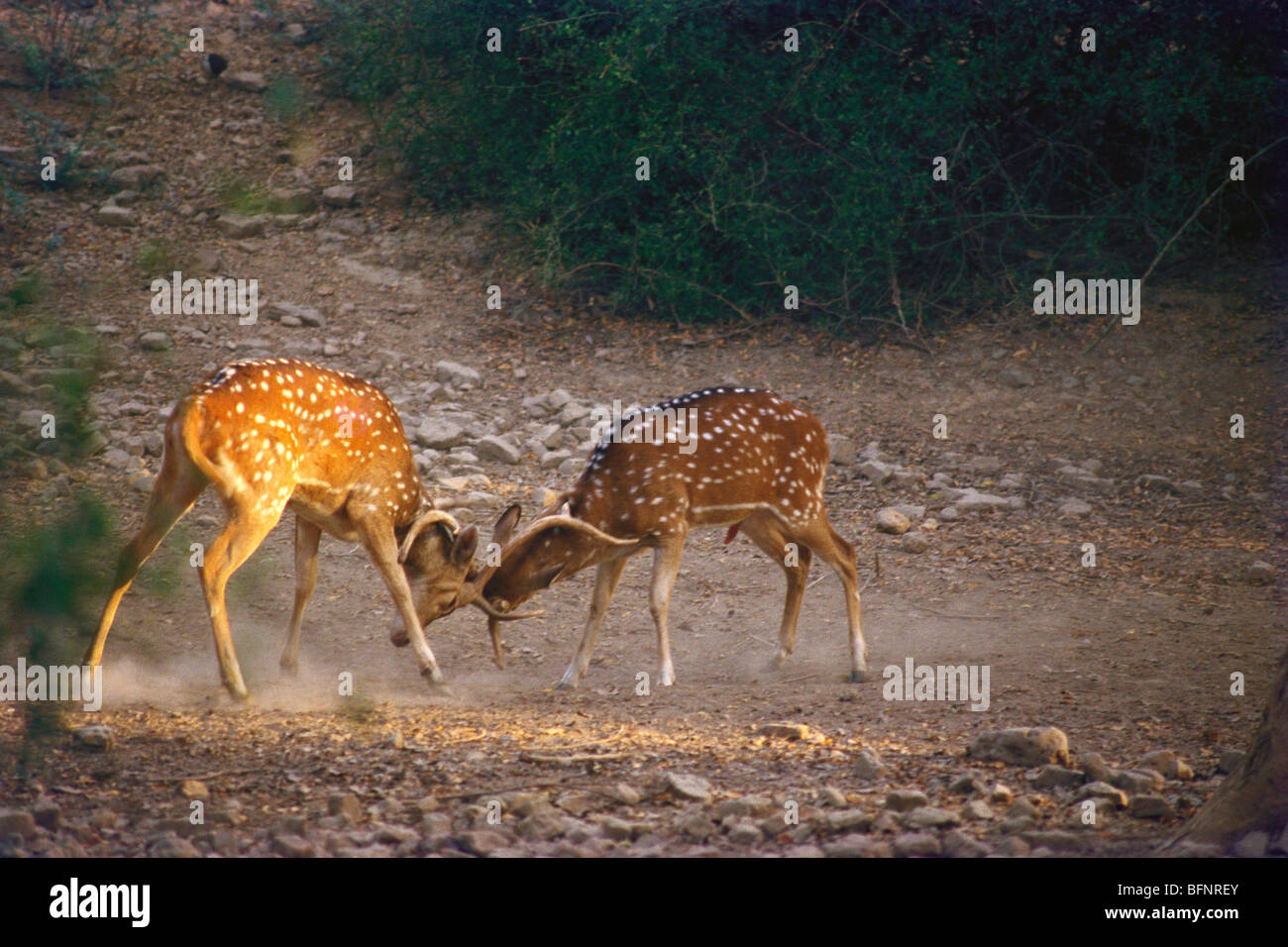 Chital fighting sparring ; spotted deer ; chital deer, axis deer